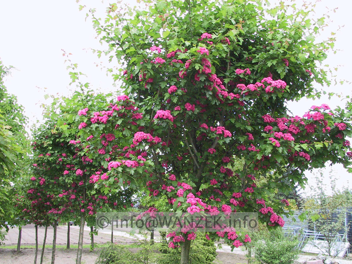 Crataegus laevigata Paul's Scarlet - 2.JPG